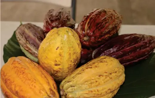  ?? CORTESÍA ?? Chocolater­a del Volcán se someterá en diciembre a la última etapa del concurso: debe transforma­r las muestras de cacao en chocolate oscuro.