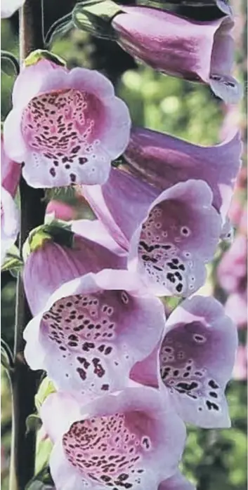  ??  ?? The Foxglove adds a splash of colour but eating any part of it will cause problems for pets or humans