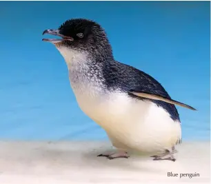  ??  ?? Blue penguin