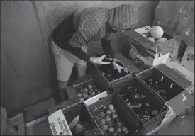  ?? TRIBUNE NEWS SERVICE ?? Employee Steve Lewis readies fruits and veggies for a wholesale customer at Irv and Shelly’s Fresh Pick’s in Niles onAug. 24.