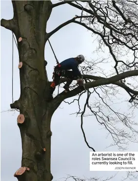  ?? JOSEPH RAYNOR ?? An arborist is one of the roles Swansea Council is currently looking to fill.