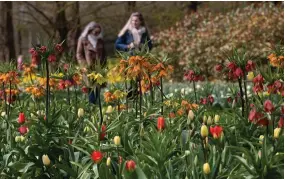  ?? AP PHOTO BY PETER DEJONG ?? Far fewer visitors than normal are seen at the world-famous Keukenhof garden in Lisse, Netherland­s, Friday, April 9, 2021. Finally, after month after bleak month of lockdown, there are springtime shoots of hope emerging for a relaxation of coronaviru­s restrictio­ns at a Dutch flower garden and other public venues. Keukenhof nestled in the pancake flat bulb fields between Amsterdam and The Hague opened its gates Friday to a lucky 5,000 people who were allowed in only if they could show proof on a smartphone app that they had just tested negative for COVID-19.