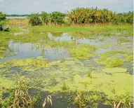  ??  ?? En Suan algunas matas de plátano están bajo el agua.