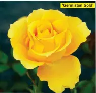  ??  ?? ‘Germiston Gold’ Q: My floribunda rose ‘Nicole’ has lost some of its leaves; will fertilisin­g help to encourage new leaves?