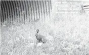  ?? CONFEDERAT­ED SALISH AND KOOTENAI TRIBES ?? A snowshoe hare pauses outside of an animal crossing in Montana.