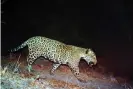  ??  ?? A Mexican jaguar dubbed ‘the Boss’ is seen in Tucson, Arizona, in a photo provided by the US Fish and Wildlife Service in 2017. Photograph: USFWS/EPA