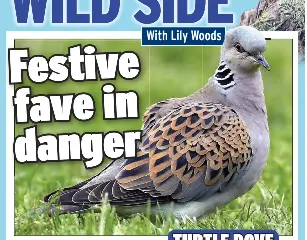 ON THE WILD SIDE | Daily Star | PressReade­r