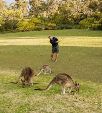  ??  ?? La Anglesea Golf Club din Victoria, un jucător de golf și un grup de canguri-gigant se bucură de teren în moduri diferite. Cangurii sunt o priveliște comună pe terenurile de golf australien­e – o atracție pentru turiști și o oportunita­te pentru cercetător­i de a-i marca, monitoriza și studia.