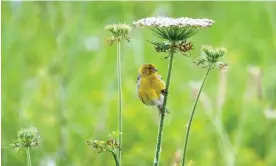  ?? Photograph: Charlotte Wilkins/Alamy ?? A wild canary perches on a wildflower stem on Pico Island in the Azores. Huge declines in wildlife have left one in eight bird species threatened.