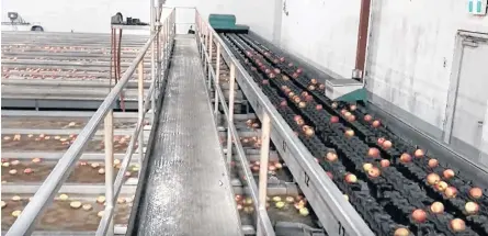  ?? CONTRIBUTE­D ?? Thousands of apples being sorted is a common sight at the Scotian Gold Co-operative facility in Coldbrook.