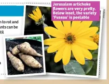  ??  ?? Jerusalem artichoke flowers are very pre y. Below inset, the variety ‘Fuseau’ is peelable