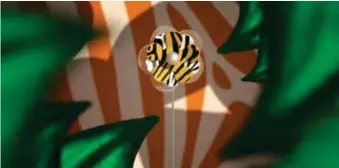  ?? FOTO: PRESSBILD ?? Den zebra- och tigerrandi­ga blomman beskrivs som den kanske mest spektakulä­ra i Majblomman­s 114-åriga historia.
PREMIÄR.