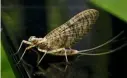  ??  ?? The mayfly is another fairly large insect hatch. Carp often take these right up in the layers – an overdepth zig can be deadly.