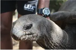  ??  ?? Take a cycling tour into the local village of Melville with LUX* wellness staff to meet this special tortoise, more than 100 years
old. This old gent loved being patted under the chin!