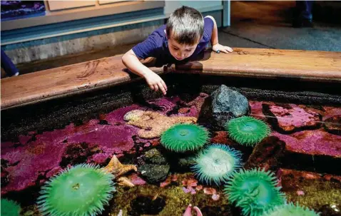  ?? Amanda Lucier/For The Washington Post ?? Holbrook Johnson, 6, explores a starfish exhibit. A mysterious illness his causing starfish to literally melt into goo.