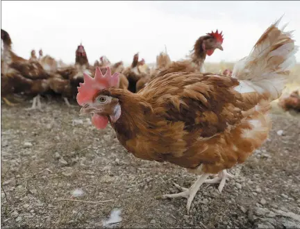  ?? ASSOCIATED PRESS FILE PHOTO ?? Cage-free chickens walk in a fenced pasture at an organic farm near Waukon, Iowa, in 2015. A highly pathogenic avian influenza strain was discovered in a backyard poultry flock in Wexford County, a little northwest of mid-michigan.
