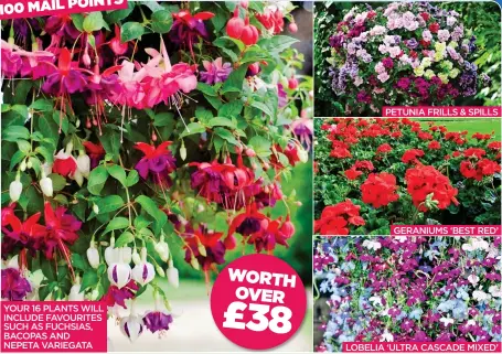  ??  ?? YOUR 16 PLANTS WILL INCLUDE FAVOURITES SUCH AS FUCHSIAS, BACOPAS AND NEPETA VARIEGATA WORTH £38OVER PETUNIA FRILLS &amp; SPILLS GERANIUMS ‘BEST RED’ LOBELIA ‘ULTRA CASCADE MIXED’