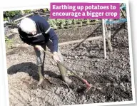  ??  ?? Earthing up potatoes to encourage a bigger crop