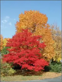  ?? The Associated Press ?? MAPLE TREES: This undated photo shows Japanese and sugar maple trees in Bryn Mawr, Penn. Trees benefit our planet in many ways, as well as providing us humans with beauty, food and shade.