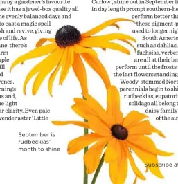  ??  ?? September is rudbeckias’ month to shine