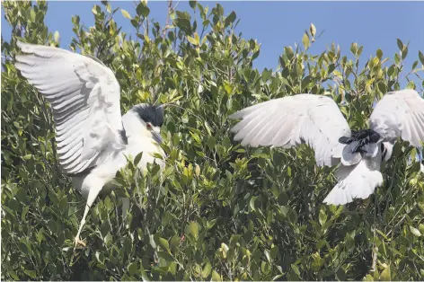  ?? Liz Hafalia / The Chronicle ?? Black-crowned night herons have been nesting in trees in downtown Oakland, but many of them have recently been trimmed or razed.