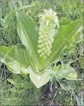  ??  ?? Eucomis autumnalis