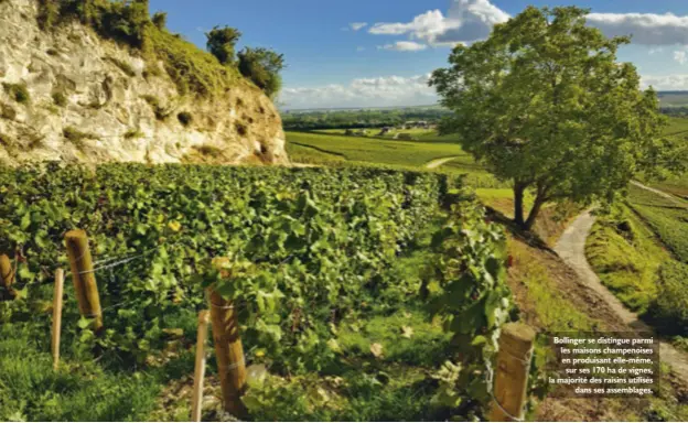  ??  ?? Bollinger se distingue parmi les maisons champenois­es en produisant elle-même, sur ses 170 ha de vignes, la majorité des raisins utilisés dans ses assemblage­s.