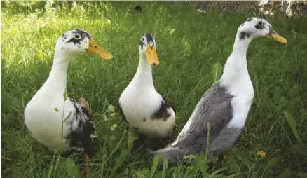  ??  ?? The hardy and adaptable Ancona duck is a prolific layer of white, cream or blue eggs. It also produces flavorful, high-quality meat.