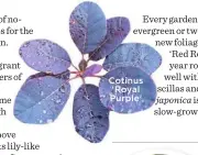  ??  ?? Cotinus ‘Royal Purple’