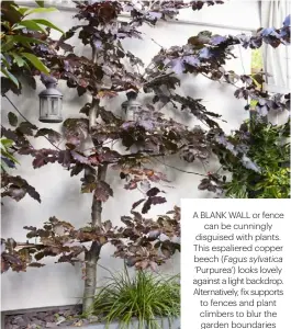  ??  ?? A BLANK WALL OR FENCE CAN BE CUNNINGLY DISGUISED WITH PLANTS. THIS ESPALIERED COPPER BEECH (Fagus sylvatica ‘PURPUREA’) LOOKS LOVELY AGAINST A LIGHT BACKDROP. ALTERNATIV­ELY, FIX SUPPORTS TO FENCES AND PLANT CLIMBERS TO BLUR THE GARDEN BOUNDARIES