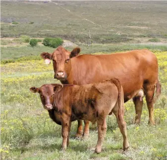  ?? FW ARCHIVE ?? Grazing capacity is expressed as a number of mature livestock units per hectare.