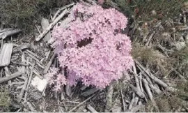  ??  ?? Es blüht und grünt an jeder Ecke des Naturparks.