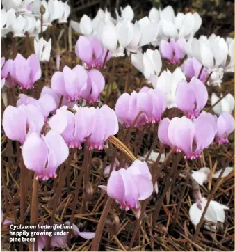  ??  ?? Cyclamen hederifoli­um happily growing under pine trees