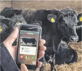  ?? PHOTO: REUTERS ?? Swipe right: The Tudder app, which helps farmers match up potential mates for their cattle, is demonstrat­ed at a farm in Hampshire.