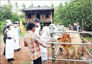  ?? AGRICULTUR­E MINISTRY ?? A veterinari­an vaccinates a cow against lumpy skin disease earlier this month.