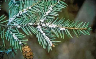  ?? OF OHIO DEPARTMENT AGRICULTUR­E ?? An infestatio­n of Hemlock woolly adelgids were discovered this past summer on about three dozen trees on Little Mountain outside of the Holden Arboretum in Lake County.