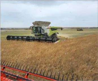  ?? ?? The farm runs two combines as changable weather means windows to bring in crop can be tight