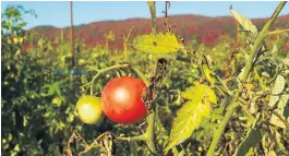  ??  ?? Les surplus d’une récolte de tomates donnés à un organisme de bienfaisan­ce peuvent se traduire par un crédit d’impôt avantageux et reportable pour la ferme.