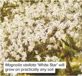  ??  ?? Magnolia stellata ‘White Star’ will grow on practicall­y any soil