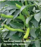 ??  ?? Sow broad beans in autumn for early spring picking.