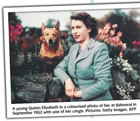  ?? ?? photo of her at Balmor al in A young Queen Elizabet hina colourised
Pic tures: Getty Images, AF P September 1952 with one of her corgis.