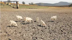  ??  ?? ABSOLUTELY PARCHED: Goats roam around the cracked mud floor of the Adelaide Dam, outside the town. The situation has improved slightly for these animals since aid organisati­on Gift of the Givers trucked in fodder and started filling troughs