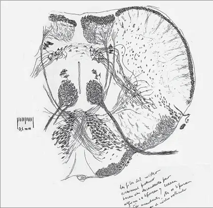  ??  ?? Lámina de un corte de bulbo raquídeo visto al microscopi­o de luz, amplificad­o unas 200 veces de su tamaño real, parte del acervo de Lorente de No. Realizado en 1925 en Upsala, Suecia, es inédito e ilustra los principale­s grupos de fibras de esta...