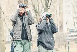  ?? ?? Trabajador­es de Central Park vigilan a Flaco, que escapó del zoológico de Central Park, después de que un vándalo abrió su recinto. Desde entonces, el búho ha dominado el vuelo y la caza.