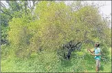  ?? HT PHOTO ?? A man guarding one of the orchards in Bithoor Katri.