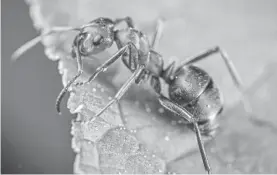  ?? PEXELS/EGOR KAMELEV ?? Los agricultor­es de hormigas enfrentan muchos de los mismos desafíos que los agricultor­es humanos