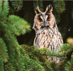  ?? Foto: kwasny221, stock.adobe.com ?? Hört eine Stecknadel auf den Boden fallen: die Waldohreul­e. Sie reagiert darum empfindlic­h auf Silvesterb­öllerei.