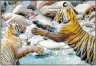  ?? AP PHOTO ?? One-year-old tiger cubs are shown roughhousi­ng with one another in a shallow stream in Ranthambor­e National Park in northern India in this May photo.