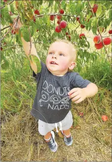  ?? Westside Eagle Observer/RANDY MOLL ?? Palmer Plaskas, 2, reaches high into a peach tree at Taylor’s Orchard to pick a peach on Saturday morning. Palmer and his sister were at the Gentry orchard with family members to pick peaches and berries.