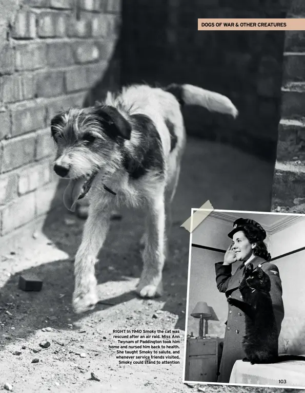  ??  ?? RIGHT In 1940 Smoky the cat was rescued after an air raid. Miss Ann Twynam of Paddington took him home and nursed him back to health. She taught Smoky to salute, and whenever service friends visited, Smoky could stand to attention